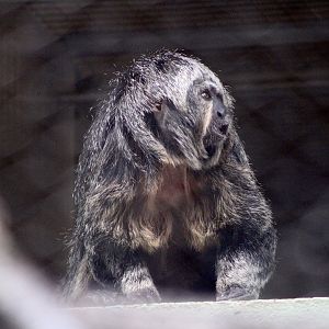 White-Faced Saki (Pithecia pithecia)
