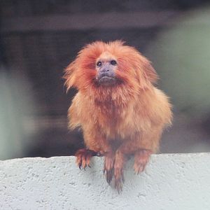 Golden Lion Tamarin (Leontopithecus rosalia)