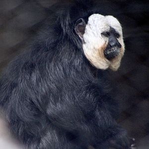 White-Faced Saki (Pithecia pithecia)