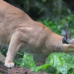Caracal (Caracal caracal)