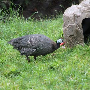 Helmeted Guineafowl (Numida meleagris)