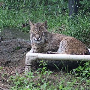 A Sleepy Bobcat (Lynx rufus)