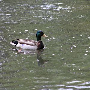 Mallard Drake (Anas platyrhynchos)
