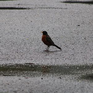 American Robin (Turdus migratorius)