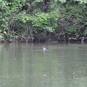 A Distant Wood Duck (Aix sponsa)