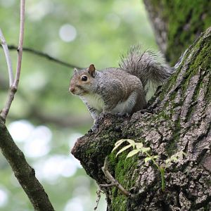 Eastern Grey Squirrel (Sciurus carolinensis)