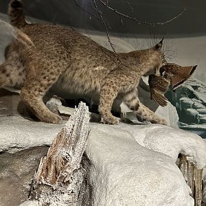 May 2025 - North America - Bobcat with Prey