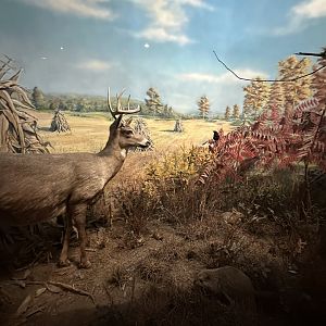 May 2025 - North America - Multi-Species Diorama