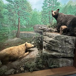 May 2025 - North America - American Black Bears