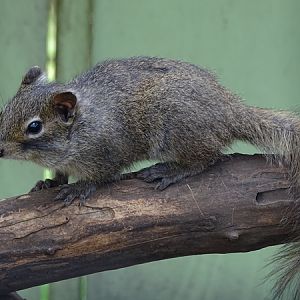 Pére David's rock squirrel (Sciurotamias davidianus)