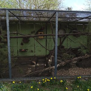Pére David's squirrel enclosure