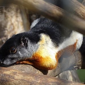 Sumatran Prevost's squirrel (Callosciurus prevostii rafflesi)