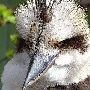 Laughing Kookaburra (Dacelo novaeguineae)