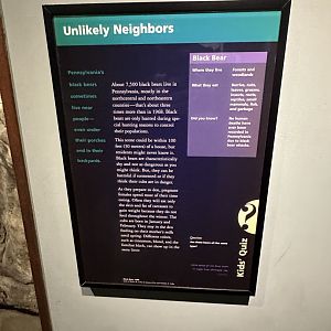 May 2025 - North America - Black Bear Signage