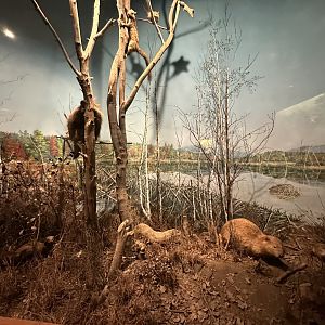 May 2025 - North America - Multi-Species Diorama (2)