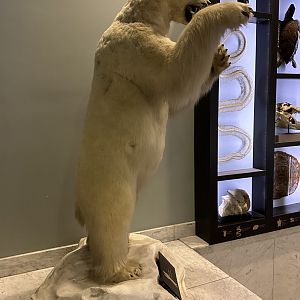 May 2025 - Standing Polar Bear