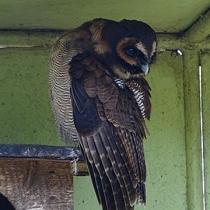 Brown wood owl (Strix leptogrammica)
