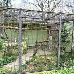 Brown wood owl aviary
