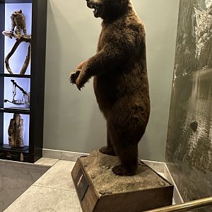 May 2025 - Standing Grizzly Bear