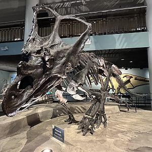 May 2025 - Dinosaur Hall - Chasmosaurus