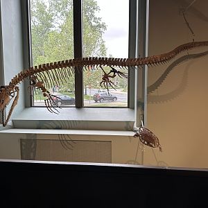 May 2025 - Dinosaur Hall - Plioplatecarpus + Extinct Sea Turtle