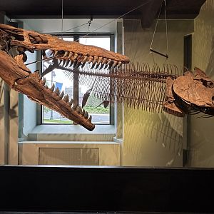 May 2025 - Dinosaur Hall - Tylosaurus + Xiphacintus