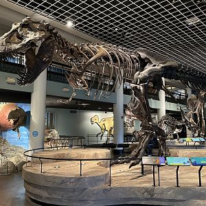 May 2025 - Dinosaur Hall - Tyrannosaurus