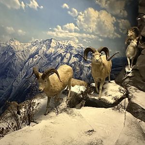 May 2025 - North America - Dall Sheep
