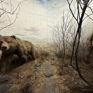 May 2025 - North America - Kodiak Bears