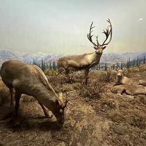 May 2025 - North America - Caribou Herd