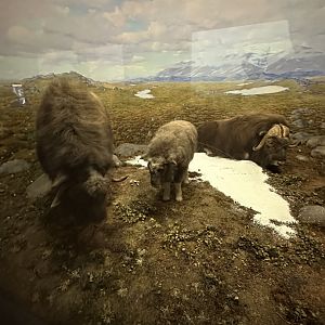 May 2025 - North America - Musk Oxen