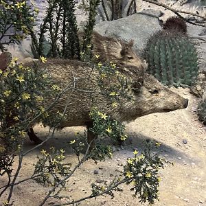May 2025 - North America - Javelinas (Collared Peccaries)