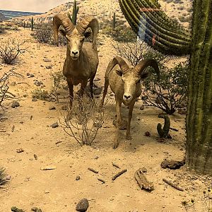 May 2025 - North America - Desert Bighorn Sheep