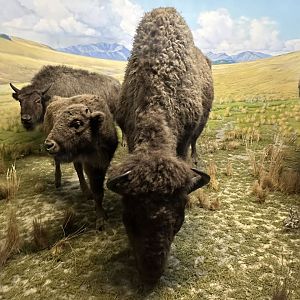 May 2025 - North America - American (Plains) Bison
