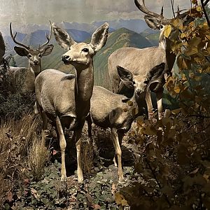 May 2025 - North America - Mule Deer