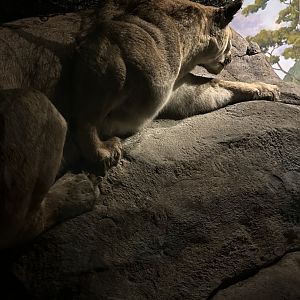 May 2025 - North America - Puma