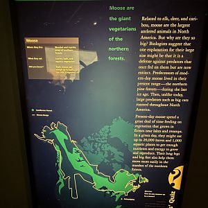 May 2025 - North America - Moose Signage