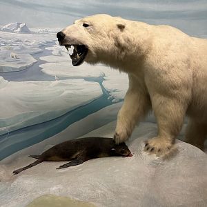 May 2025 - North America - Polar Bear with Prey
