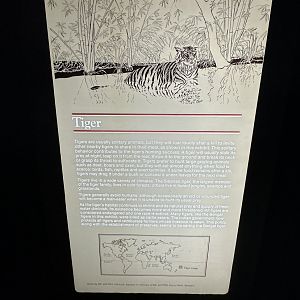 May 2025 - Asia - Tiger Signage