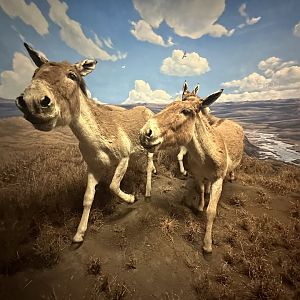 May 2025 - Asia - Kiangs