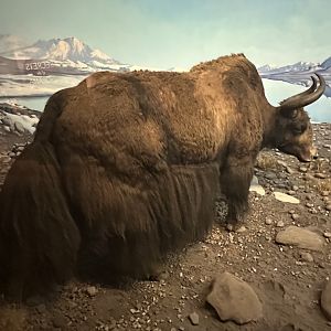 May 2025 - Asia - Wild Yak