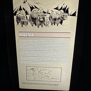 May 2025 - Asia - Yak Signage