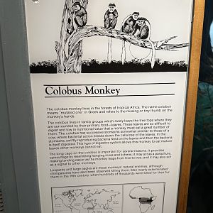 May 2025 - Africa - Colobus (Guereza) Signage