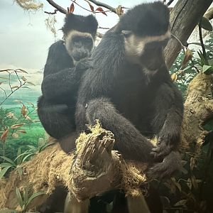 May 2025 - Africa - Mantled Guerezas