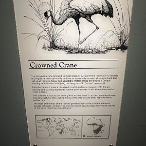 May 2025 - Africa - Crowned Crane Signage