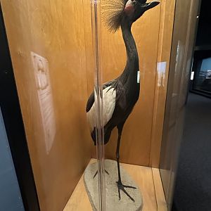 May 2025 - Africa - Black Crowned Crane