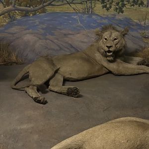 May 2025 - Africa - African Lion