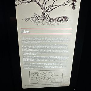 May 2025 - Africa - Lion Signage