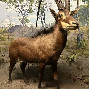 May 2025 - Africa - Giant Sable Antelope (H. n. variani)