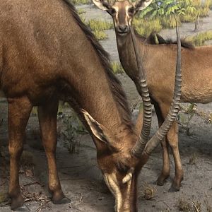 May 2025 - Africa - Giant Sable Antelope with Calf (H. n. variani)